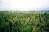 trees3.jpg